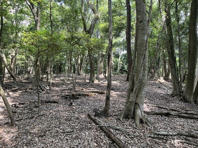 北野神社裏の主郭跡