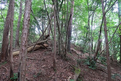 吉田城 城域最高所を見上げて