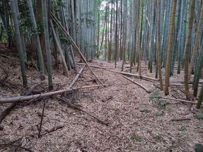 主郭北側の空堀