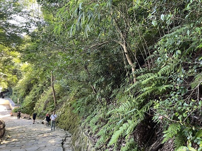 表門山道脇の山切岸