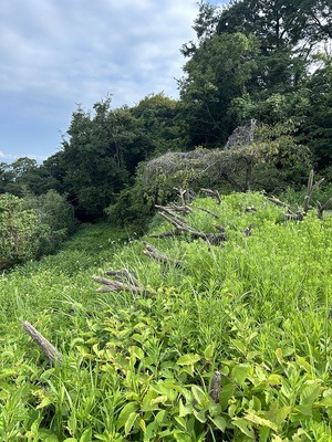 逆茂木が復元された善福寺曲輪