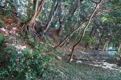 大草城 本丸東の土塁