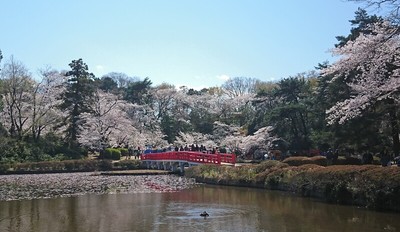 桜の時期、公園内で