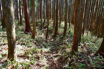 土塁（主郭西側）