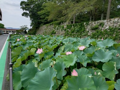 町役場西側の内堀