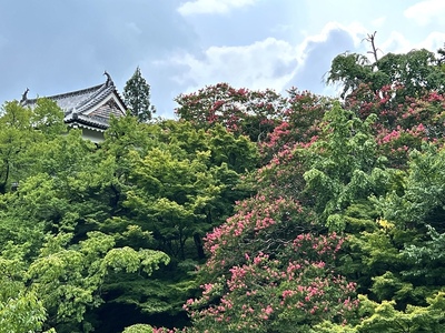 百日紅の季節