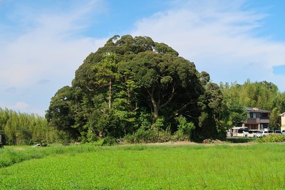 今徳城 遺構の残る木立