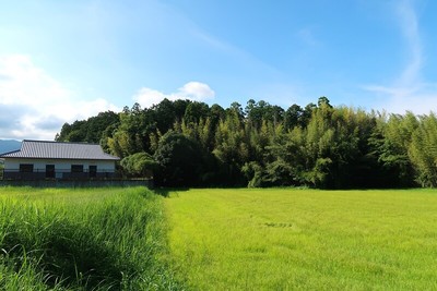 連部城址（南東より）