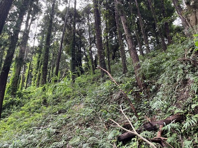 本漸寺本堂浦切岸