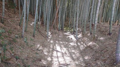 竹薮に遺る空堀