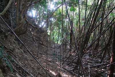 一色城 堀切を底から