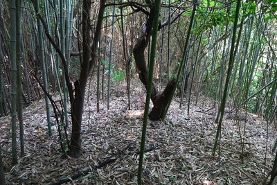 一色城 土橋