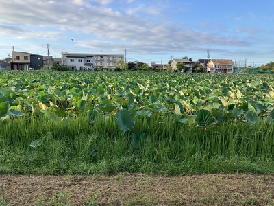 外堀の蓮池(北側最大幅部)