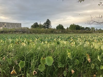 外堀の蓮池(南から三の丸を望む)