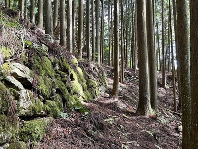 苔むす石垣