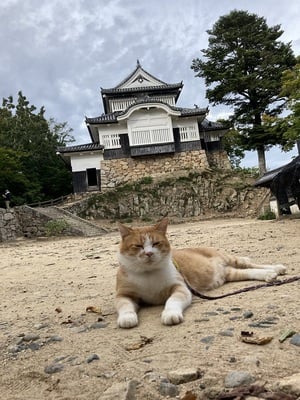 さんじゅーろーと備中松山城