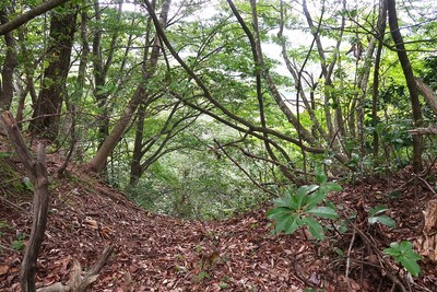 西光寺城 城域西端の堀切