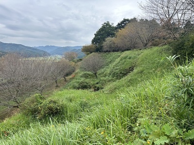 本丸直下から見た西の丸方面