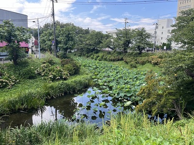 大手口西側の亀ヶ池