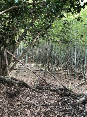 東の城主郭から見た南方面の段曲輪