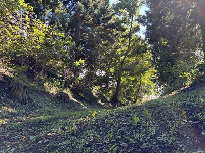 堀跡（東善寺館奥から）