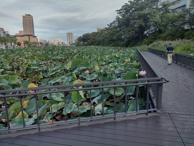 千秋公園大手門の堀遊歩道