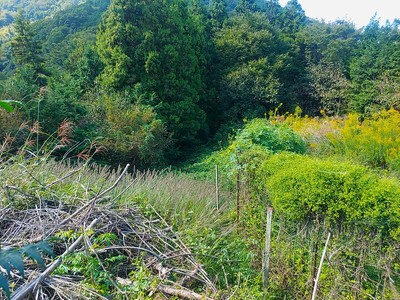 主郭から西方を見下ろす