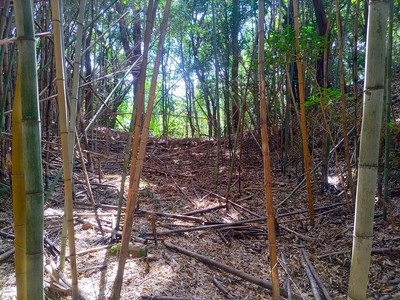 １郭と２郭を分ける堀切から土橋を望む