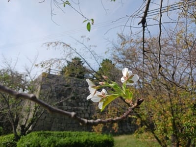 本丸手前の秋桜