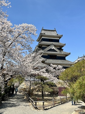 桜と天守