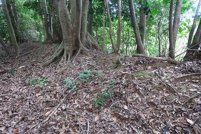 名護屋城 毛利秀頼陣跡土塁