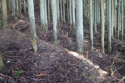 城域北側にある畝状竪堀