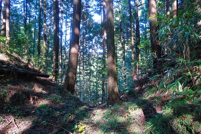 阿木城 西尾根の堀切