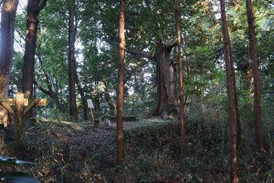 本丸東隅櫓台跡