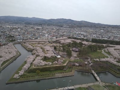 五稜郭タワーから花見