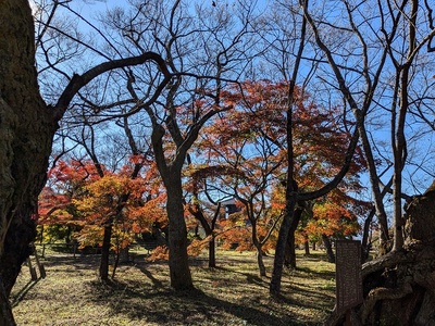 本丸の紅葉