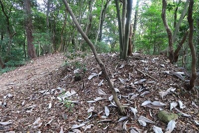 妻木城 太鼓櫓跡の土塁