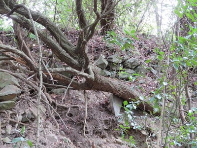 三の丸北西の石積