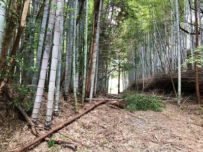 帯曲輪と主郭切岸