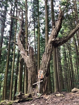 鳥居強右衛門狼煙場の涼み松