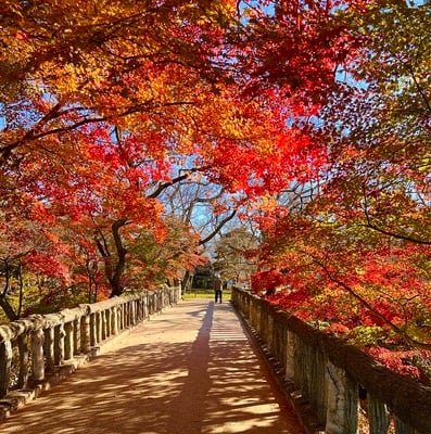 🅿️から本丸跡へ続く橋の紅葉