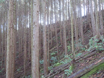 三の丸の畝状竪堀群