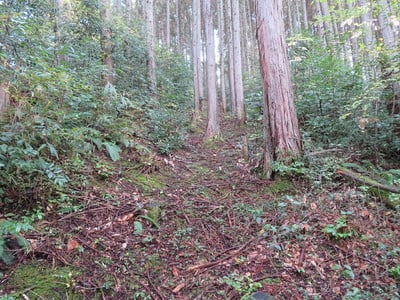 本丸南下の畝状竪堀（普門寺跡付近から）