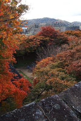 石垣と紅葉、その向こうに天守台跡