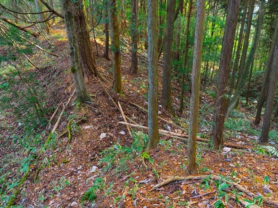 西尾根（城ヶ峯）