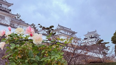 天守と薔薇