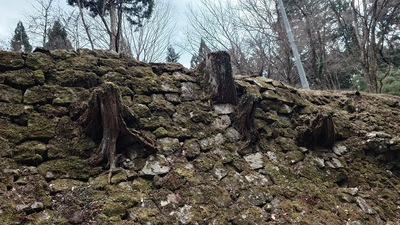 石垣から木の根