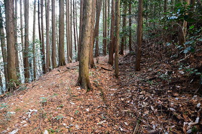 横堀・土塁（主郭東）