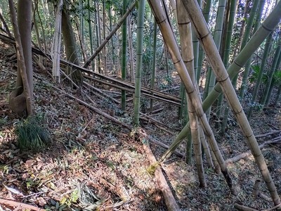 竪堀