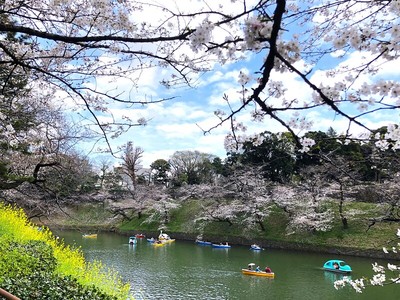 千鳥ヶ淵